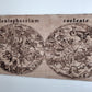 Planisphaerium coeleste Antique Astronomy Map Engraved on Wood